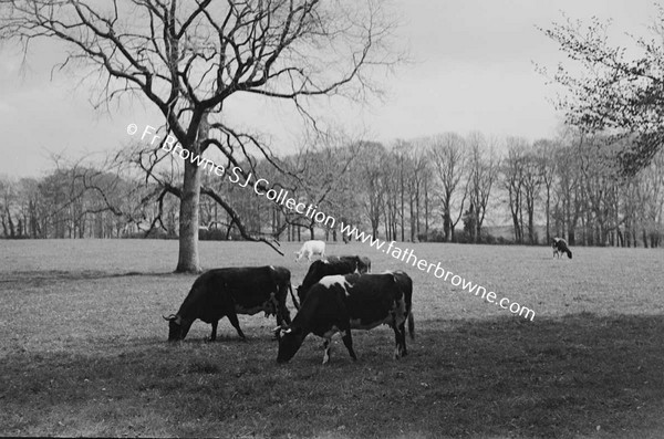 CATTLE ON THE FARM